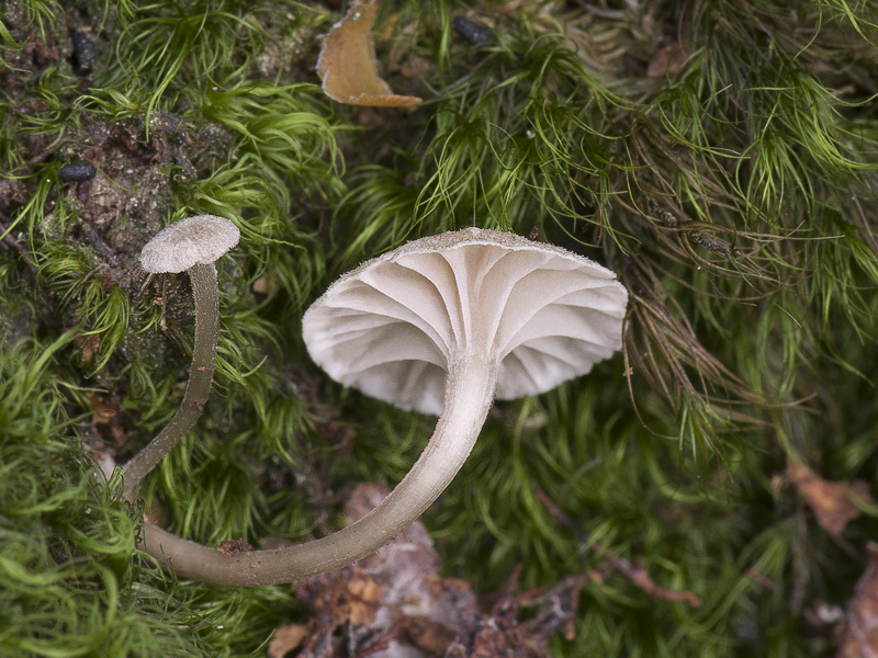 Entoloma rhodocylix